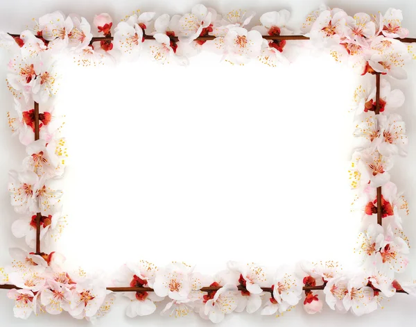 Sakura sayfasından çerçeve — Stok fotoğraf
