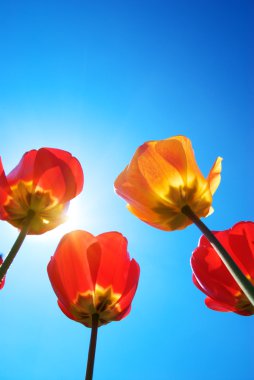 Tulips and deep blue sky clipart