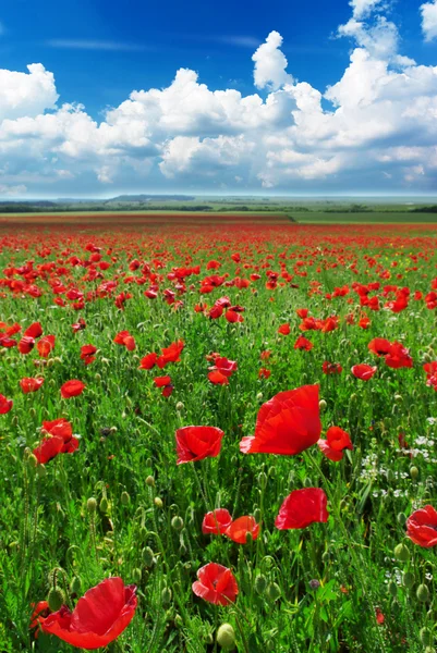 Greatest poppies meadow — Stock Photo, Image