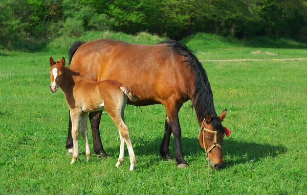 Poulain et mère — Photo