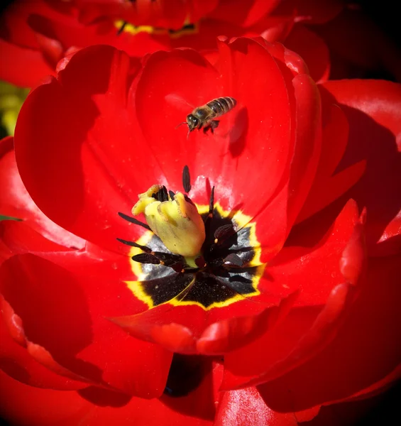 Méh és nagy tulipán — Stock Fotó