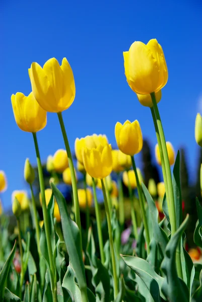 Желтые тюльпаны и небо — стоковое фото