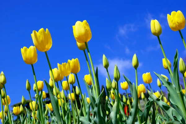 Tulipanes amarillos y cielo — Foto de Stock