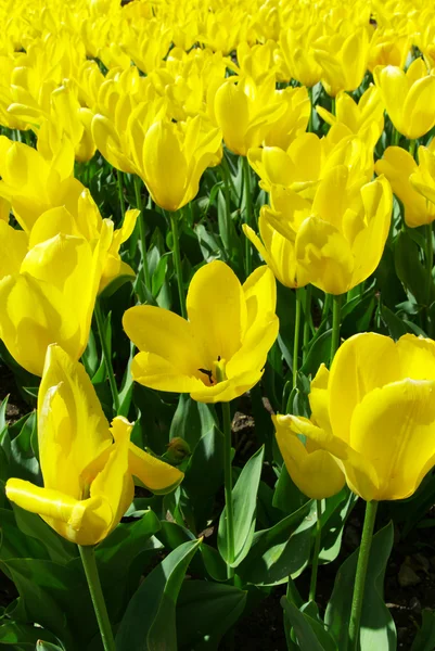 Луг из желтых тюльпанов — стоковое фото