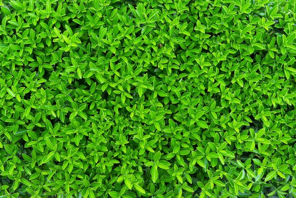 Groene textuur van bladeren — Stockfoto