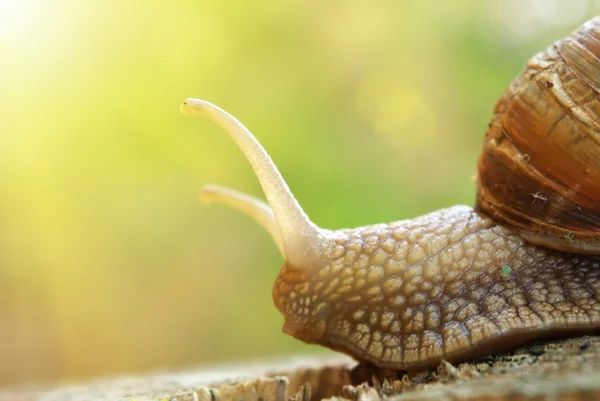 蜗牛和性质 — 图库照片