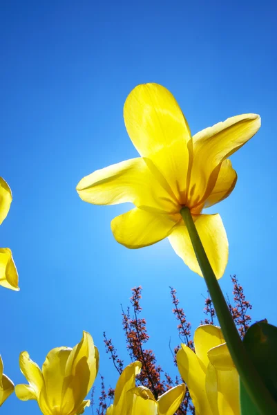 Тюльпаны в небе — стоковое фото