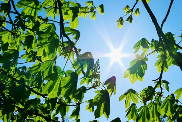 太陽と木の枝 — ストック写真
