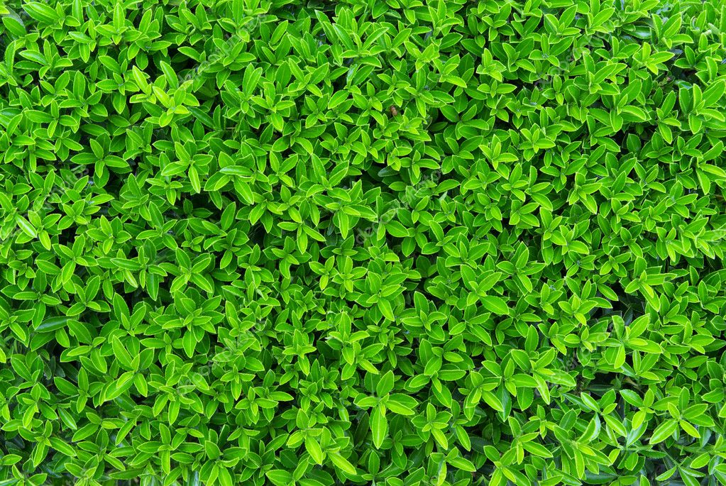 Textura Verde Das Folhas — Fotografias De Stock © Zatvor 3026801 1084