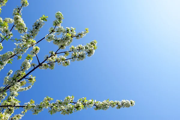 Branche de grand arbre blanc — Photo