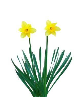 iki narcissuses