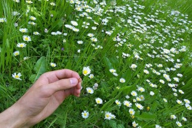 hand en kleine daisywheel