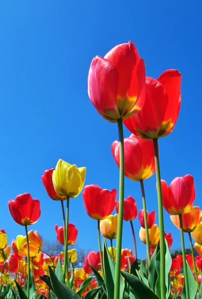 Tulpen en hemel — Stockfoto