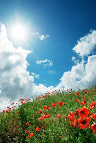 Hill of poppies — Stock Photo, Image