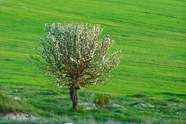 Eenzame boom in weide — Stockfoto