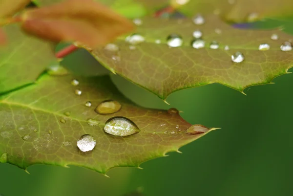 Rose leaf in dew — Stock Photo, Image
