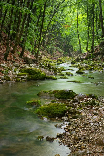 Rio profundo na floresta de montanha — Fotografia de Stock