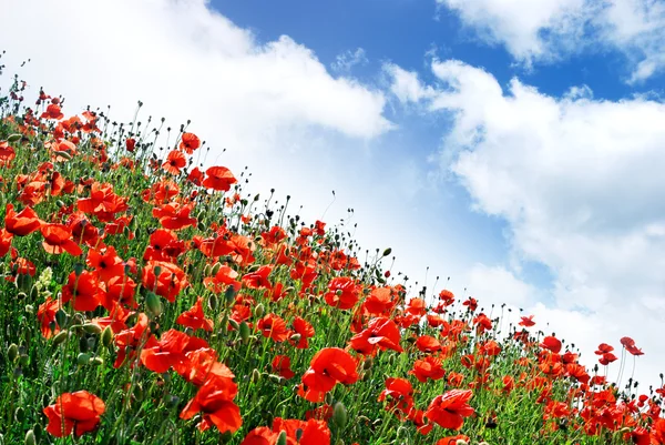 Poppies hill — Stock Photo, Image