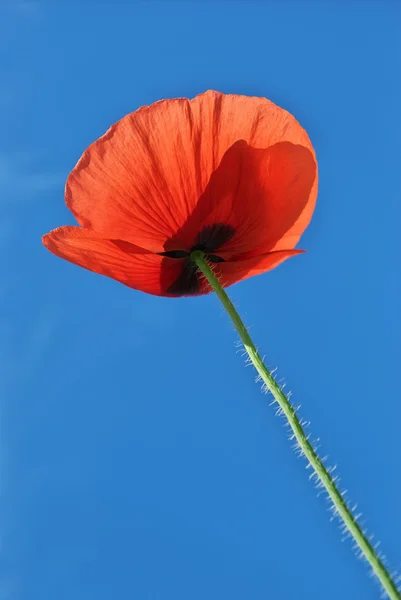 Poppy in sky — Stock Photo, Image