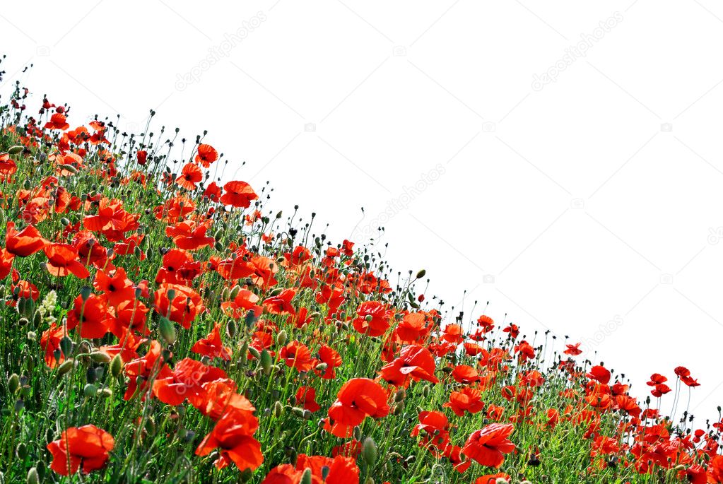 Isolated poppies hill