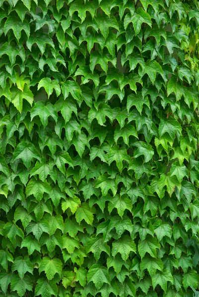 Textur der Blätter — Stockfoto