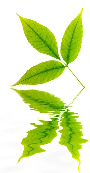 Green leaf of tree. — Stock Photo, Image