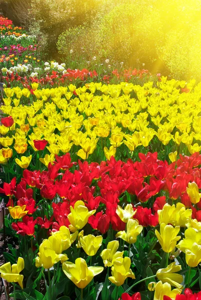 Trädgården av tulpaner — Stockfoto