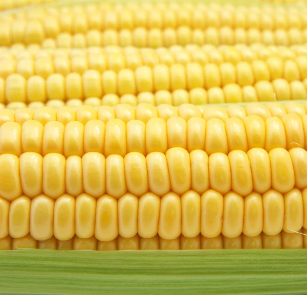 Isolated corn — Stock Photo, Image