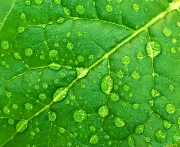 잎에 듀 — 스톡 사진