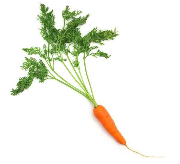 stock image Isolated carrot