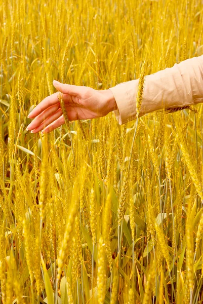 Spikelets and the woman palms — Stock Photo, Image