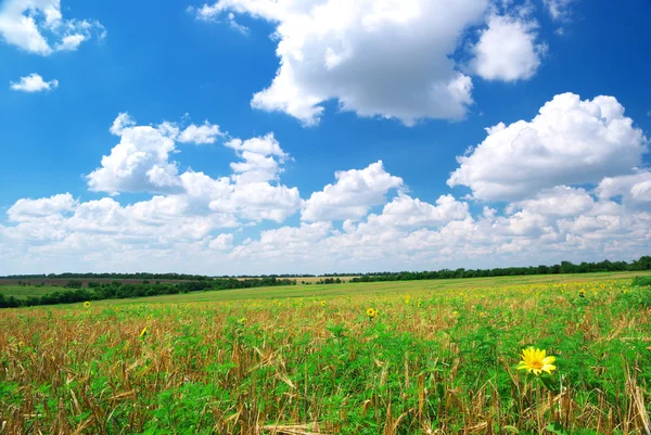 Agricultural meadow — Stock Photo, Image