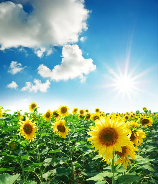 Meadow of sunflowers — Stock Photo, Image