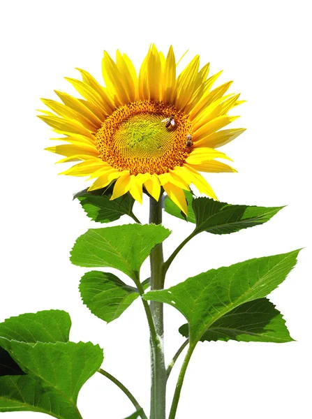 Big sunflower — Stock Photo, Image