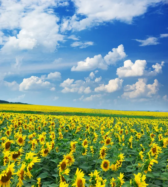 Big field of sunflowers — Stock Photo, Image