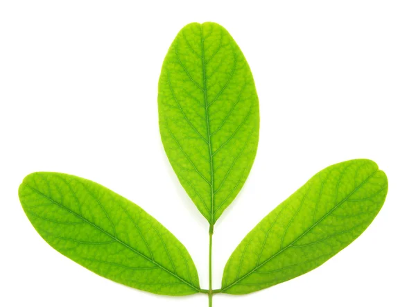 Izolované zelený list stromu. — Stock fotografie