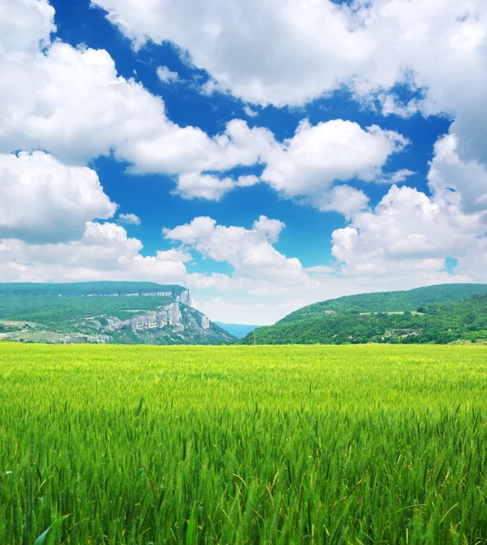 Green meadow in mountain — Stock Photo, Image