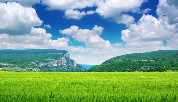 Vihreä niitty vuoristossa — kuvapankkivalokuva