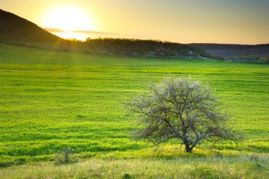 Tree on meadow clipart