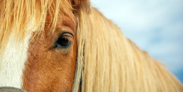 Ló szem — Stock Fotó