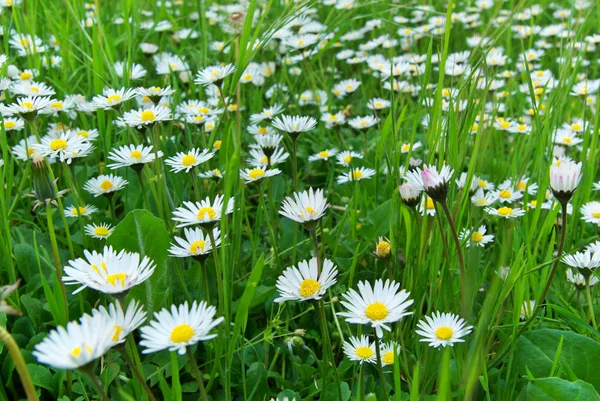 stock image Macro of daisywheel