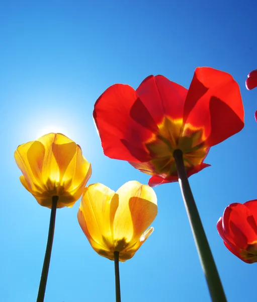 Tulipany na tle nieba — Zdjęcie stockowe