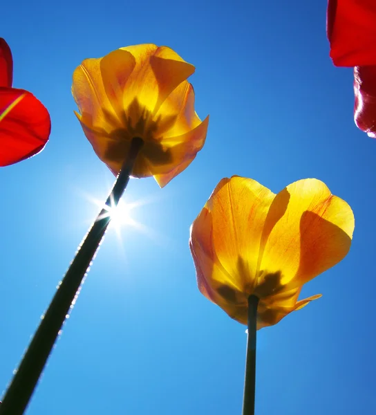 Tulipanes en el cielo —  Fotos de Stock