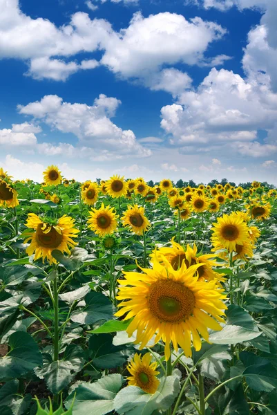 Big meadow of sunflowers — Stock Photo, Image