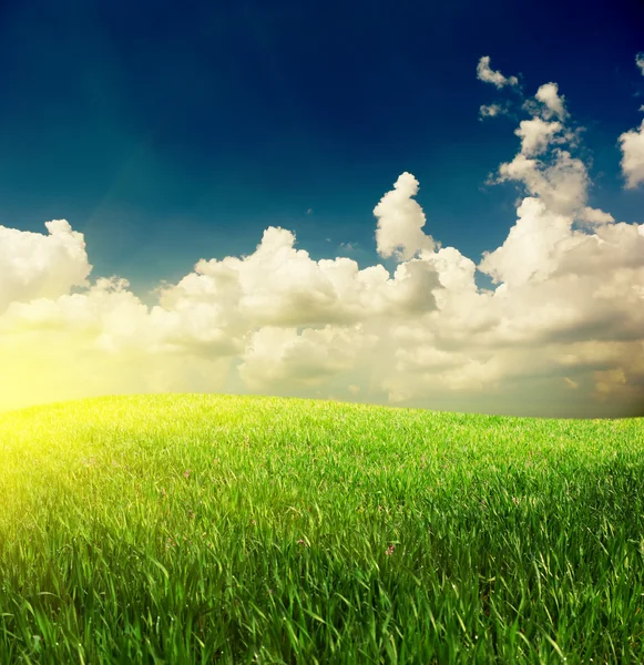Gras en diepblauwe hemel — Stockfoto