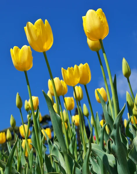 Tulpen op sky — Stockfoto
