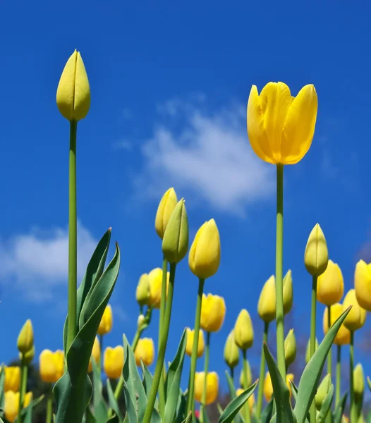 Tulipany na niebo — Zdjęcie stockowe