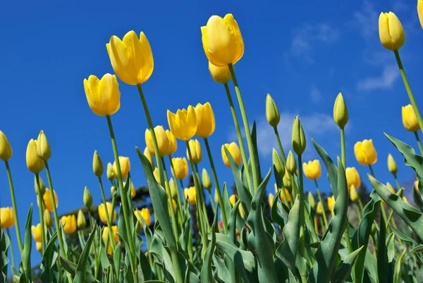 Tulipes sur le ciel — Photo