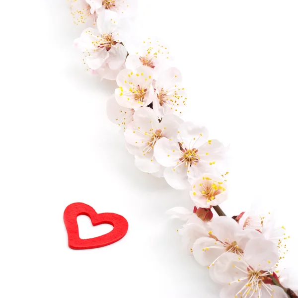 Heart on sakura. — Stock Photo, Image