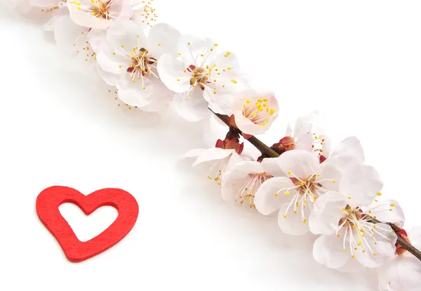 Καρδιά και sakura. — Φωτογραφία Αρχείου